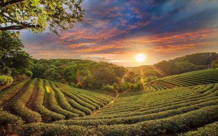 Top 10 Things to Do in Kerala