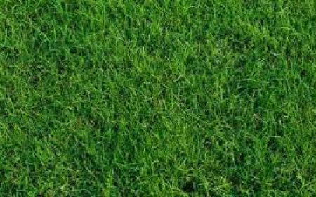 The Best Types of Turf for Your Lawn: A Comprehensive Guide