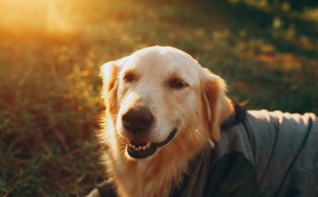 Keep Your Pet Smiling: Why Dental Care Matters More Than You Think