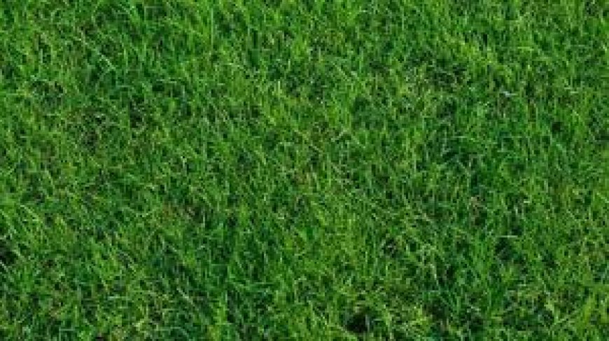 The Best Types of Turf for Your Lawn: A Comprehensive Guide
