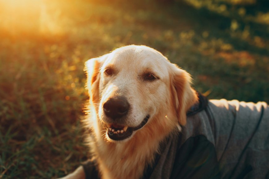 Why Quality Pet Wear Matters: Insights from a Leading Pet Clothing Store