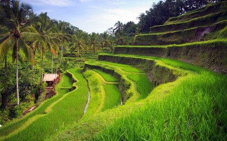 Discover the Magic of the Tropics: Why a 5 Days Bali Trip Package is the Perfect Escape