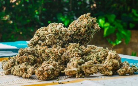 Discover the Best THCA Flower Online: Top Strains, Trusted Brands, and Where to Buy