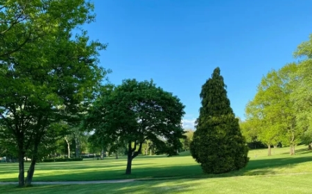 Custom Lawn Care Services in Houston & Cleveland, TX | DNG AMIGOS