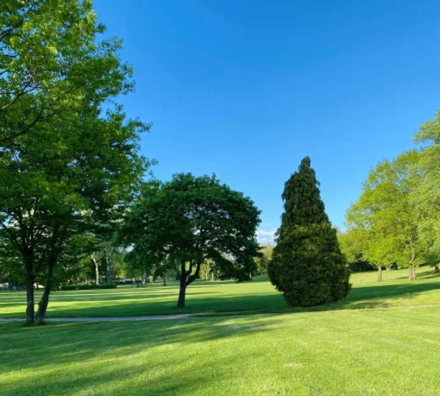 Custom Lawn Care Services in Houston & Cleveland, TX | DNG AMIGOS